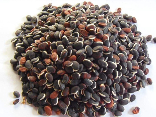 <a href='https://www.lvbad.com/mucaozhongzi/23270.html' target='_blank'>拉巴豆种子</a>