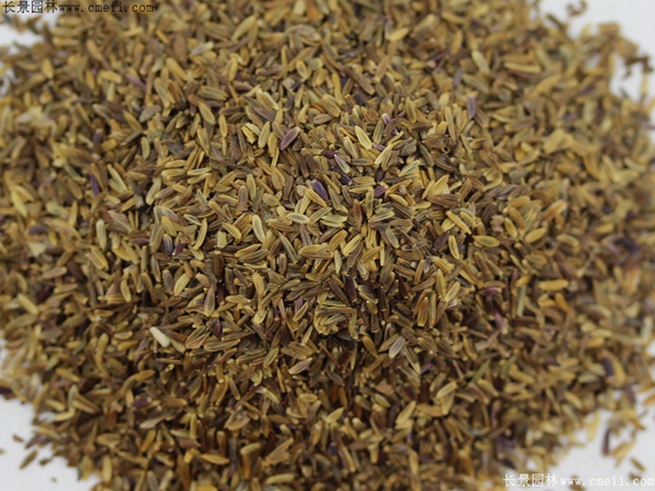 荷兰菊<a href='https://www.lvbad.com/' target='_blank'>种子</a>图片