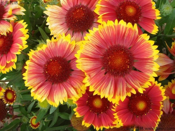 <a href='https://www.lvbad.com/caohuazhongzi/16044.html' target='_blank'>天人菊种子</a>发芽出苗开花图片