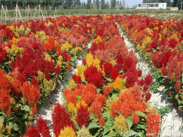 <a href='https://www.lvbad.com/caohuazhongzi/1076.html' target='_blank'>鸡冠花</a><a href='https://www.lvbad.com/' target='_blank'>种子</a>