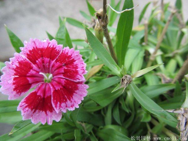 <a href='https://www.lvbad.com/caohuazhongzi/1030.html' target='_blank'>常夏石竹</a>图片基地实拍