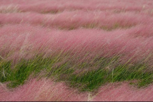 <a href='https://www.lvbad.com/caohuazhongzi/16452.html' target='_blank'>粉黛乱子草</a>