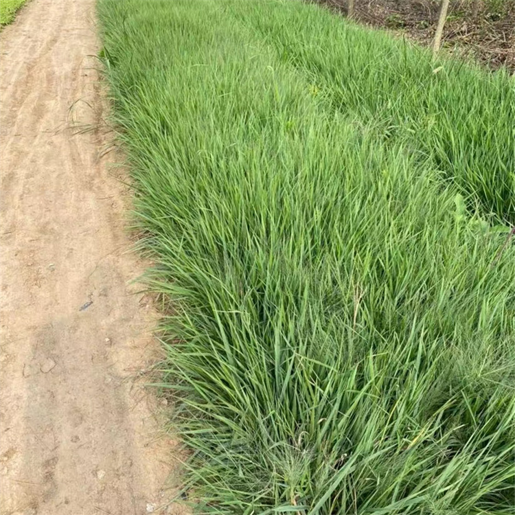 画眉草 画眉草