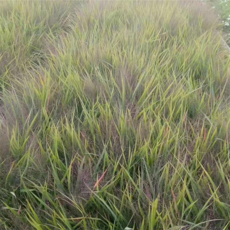 画眉草 画眉草