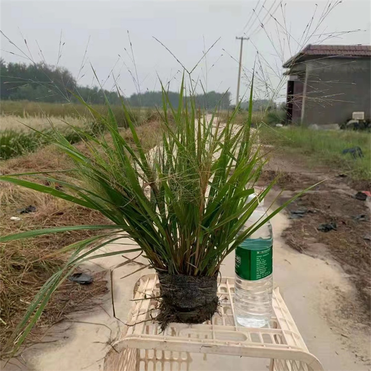 <a href='https://www.lvbad.com/caopingzhongzi/1677.html' target='_blank'>画眉草</a> 画眉草