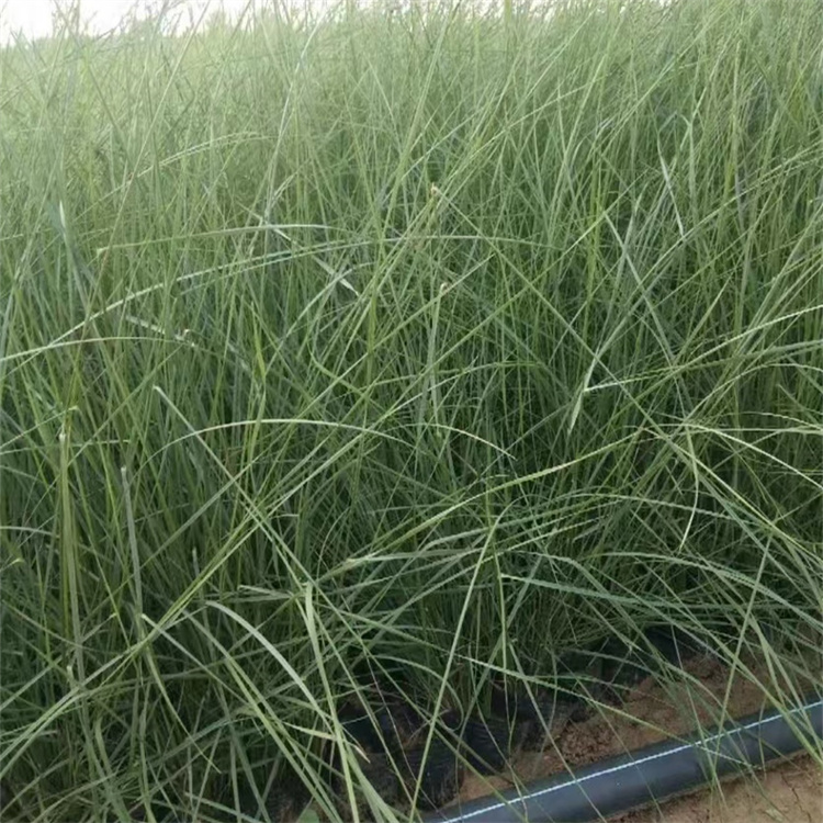 画眉草 画眉草