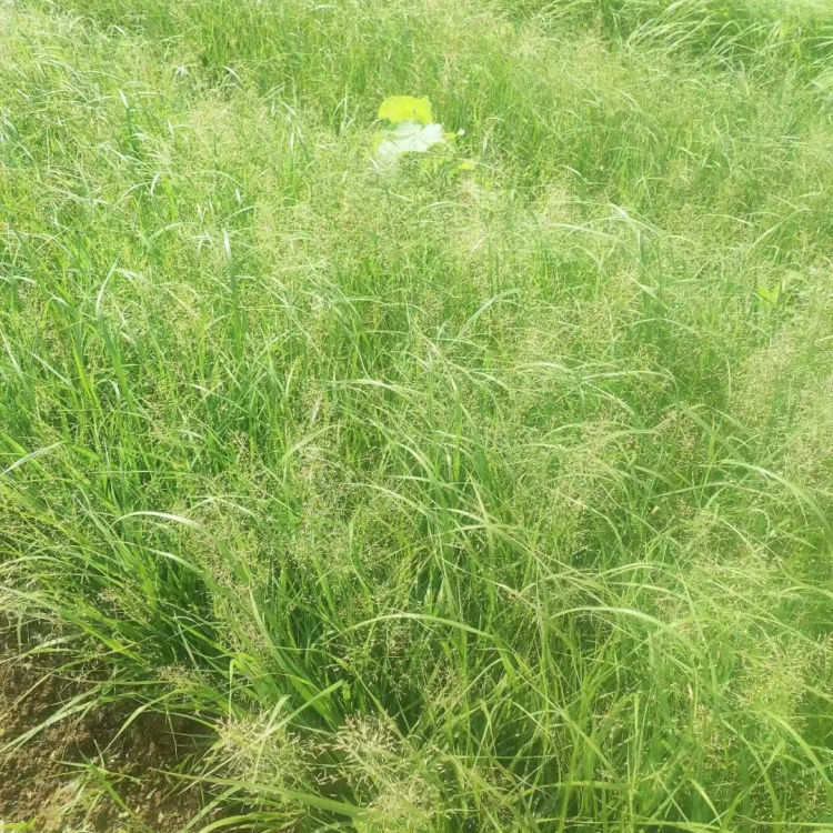 画眉草 画眉草