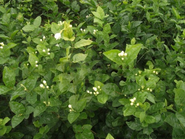 <a href='https://www.lvbad.com/linmuzhongzi/2258.html' target='_blank'>茉莉花种子</a>发芽出苗图片