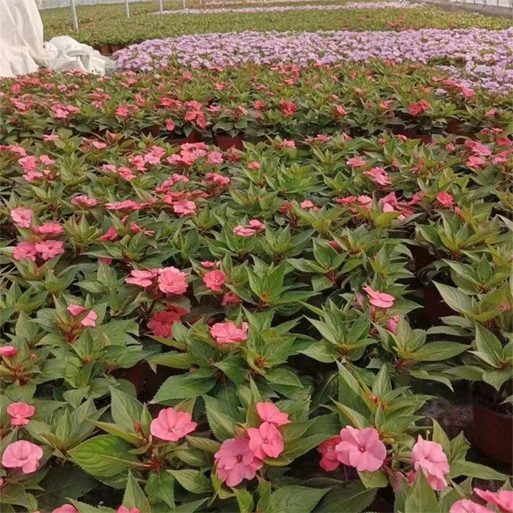 粉红色凤仙花容器苗盆栽苗