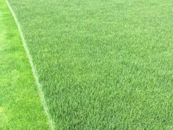 <a href='https://www.lvbad.com/caopingzhongzi/1674.html' target='_blank'>四季青草坪</a>图片