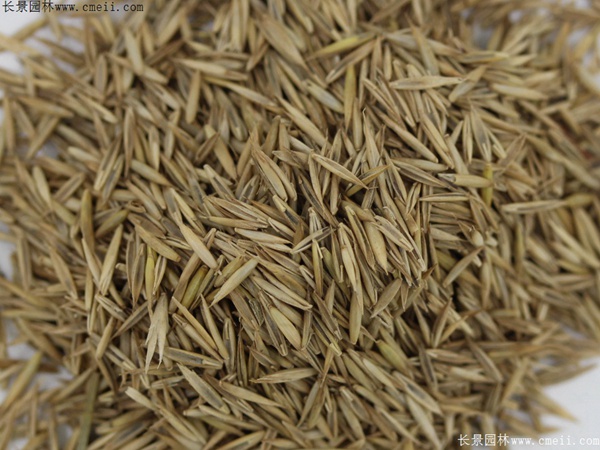 <a href='https://www.lvbad.com/caopingzhongzi/1681.html' target='_blank'>紫羊茅种子</a>图片