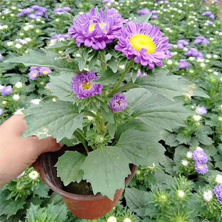 翠菊容器苗盆栽蓝色紫色
