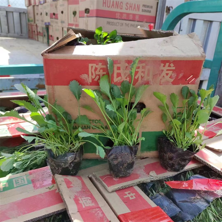 大滨菊容器苗盆栽苗