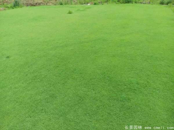 <a href='https://www.lvbad.com/caopingzhongzi/1676.html' target='_blank'>天堂草种子</a>发芽出苗草坪图片