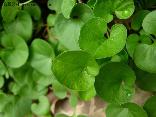 <a href='https://www.lvbad.com/caopingzhongzi/1672.html' target='_blank'>马蹄金</a>图片