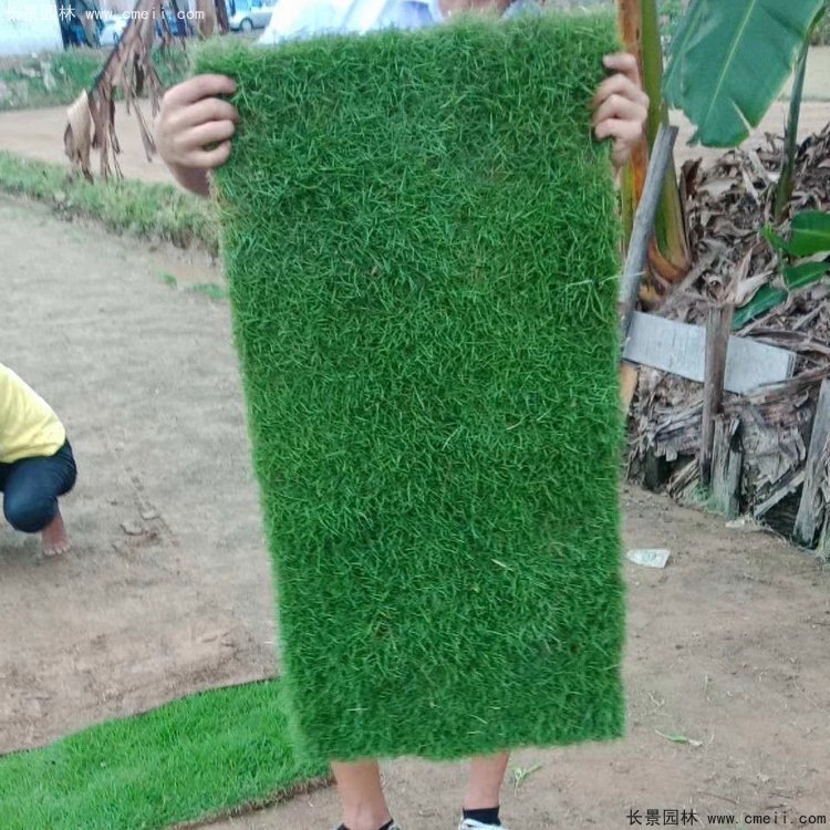 <a href='https://www.lvbad.com/caopingzhongzi/3258.html' target='_blank'>马尼拉草坪</a>暖季型夏季草