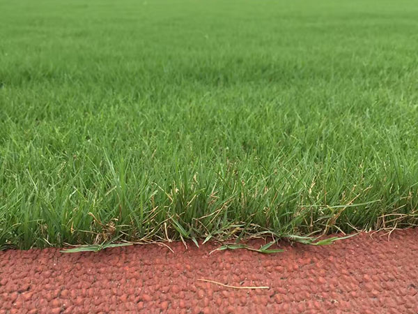 <a href='https://www.lvbad.com/caopingzhongzi/1668.html' target='_blank'>狗牙根</a>草坪球场绿化效果