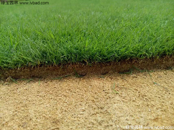 <a href='https://www.lvbad.com/caopingzhongzi/1670.html' target='_blank'>剪股颖</a>草坪图片