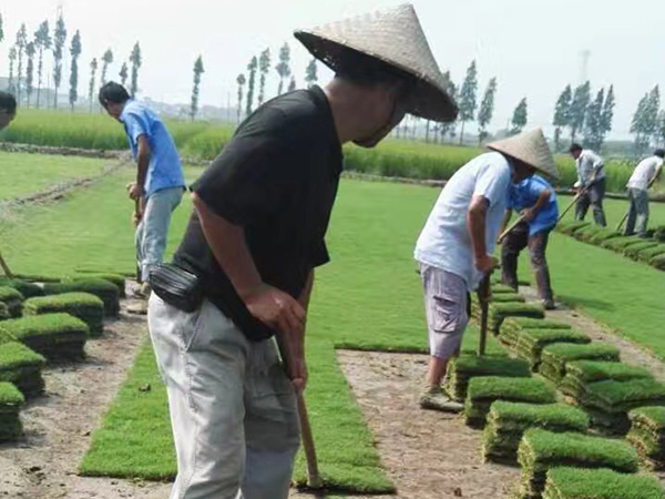 <a href='https://www.lvbad.com/caopingzhongzi/1663.html' target='_blank'>百慕大</a>草坪图片