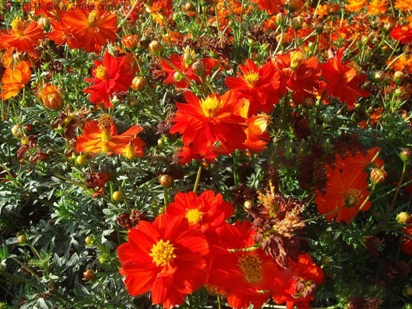 <a href='https://www.lvbad.com/caohuazhongzi/1583.html' target='_blank'>硫华菊</a>图片