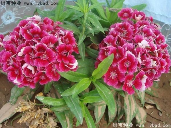 <a href='https://www.lvbad.com/caohuazhongzi/1632.html' target='_blank'>五彩石竹种子</a>