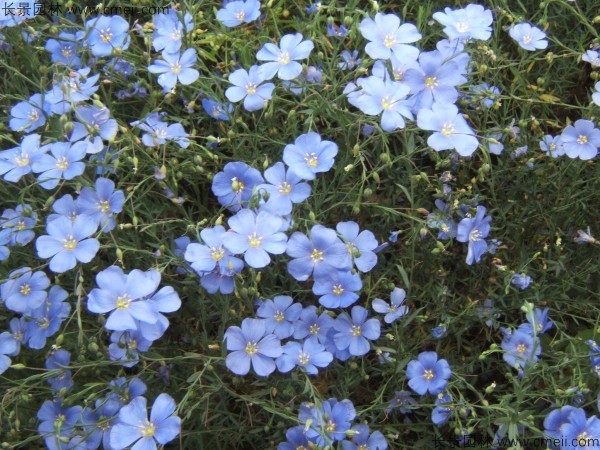 <a href='https://www.lvbad.com/caohuazhongzi/1577.html' target='_blank'>蓝花亚麻种子</a>发芽出苗图片