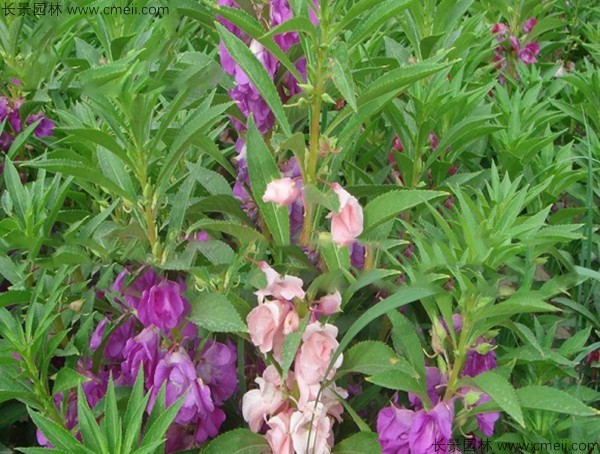 <a href='https://www.lvbad.com/caohuazhongzi/1655.html' target='_blank'>指甲花种子</a>发芽出苗开花图片