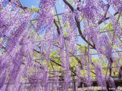紫藤秋天开花意味着什么（为什么部分紫藤秋季有少量的花）