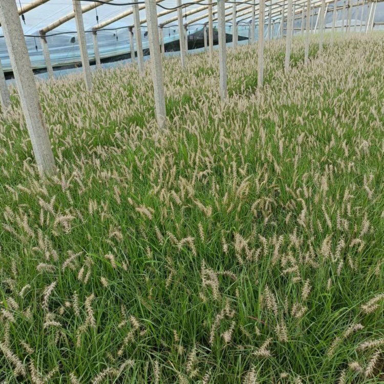 东方<a href='https://www.lvbad.com/mucaozhongzi/1687.html' target='_blank'>狼尾草</a>容器苗 东方狼尾草容器苗