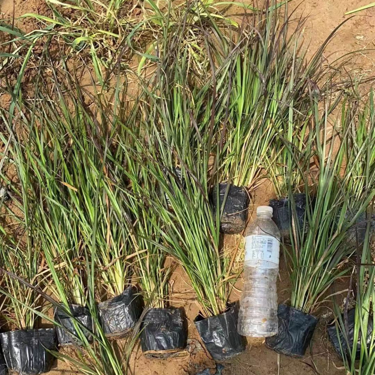 火焰狼尾草容器苗