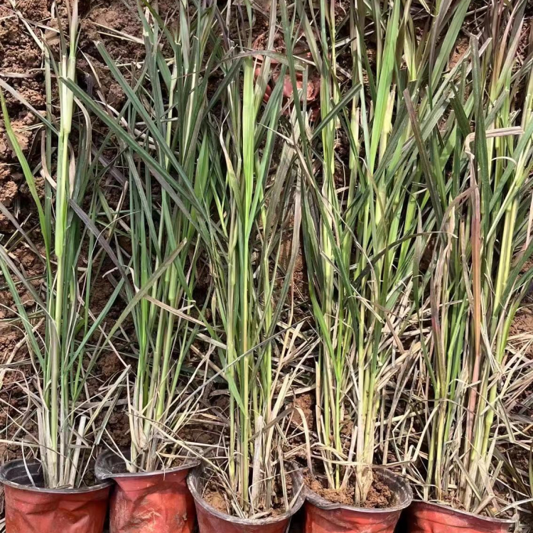 火焰<a href='https://www.lvbad.com/mucaozhongzi/1687.html' target='_blank'>狼尾草</a>容器苗