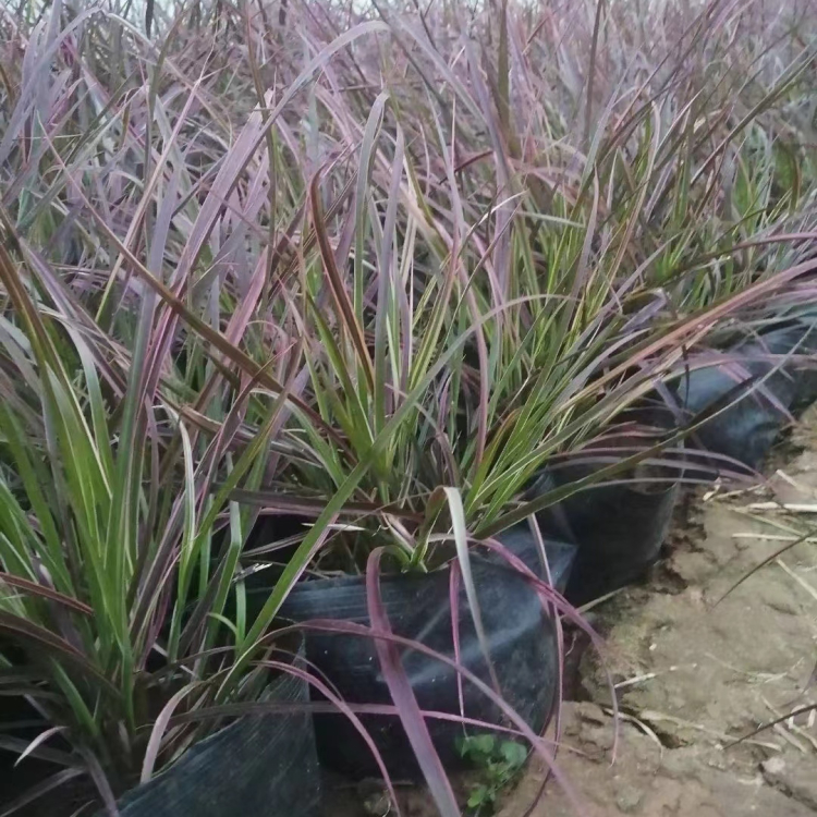 火焰<a href='https://www.lvbad.com/mucaozhongzi/1687.html' target='_blank'>狼尾草</a>容器苗