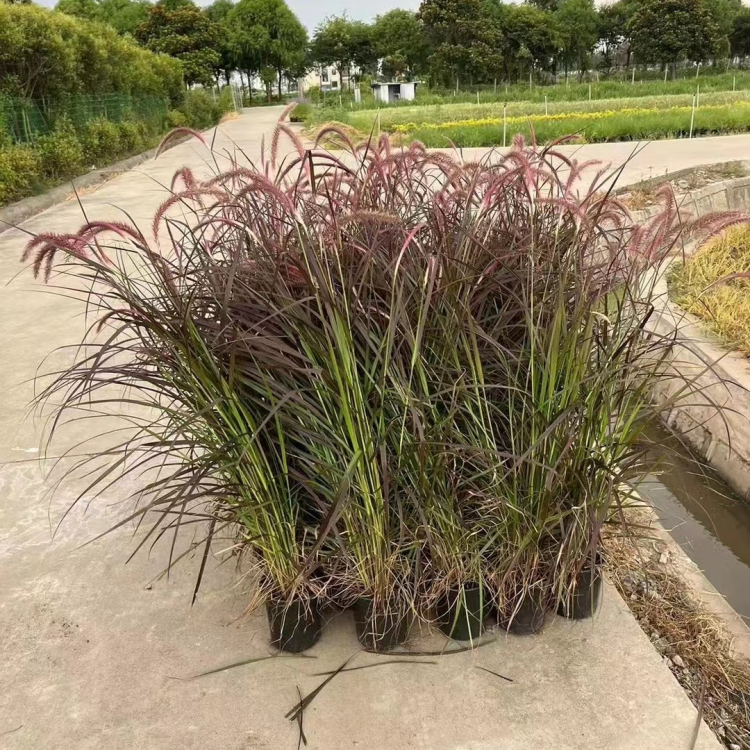 火焰狼尾草容器苗