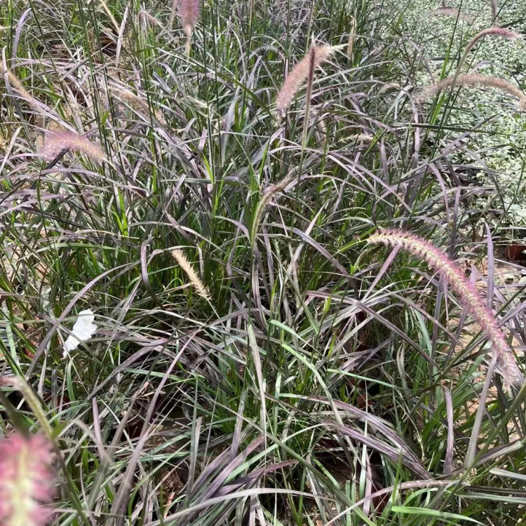 <a href='https://www.lvbad.com/huajingzhiwu/34572.html' target='_blank'>火焰狼尾草</a>容器苗