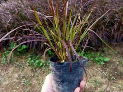 紫叶狼尾草容器苗