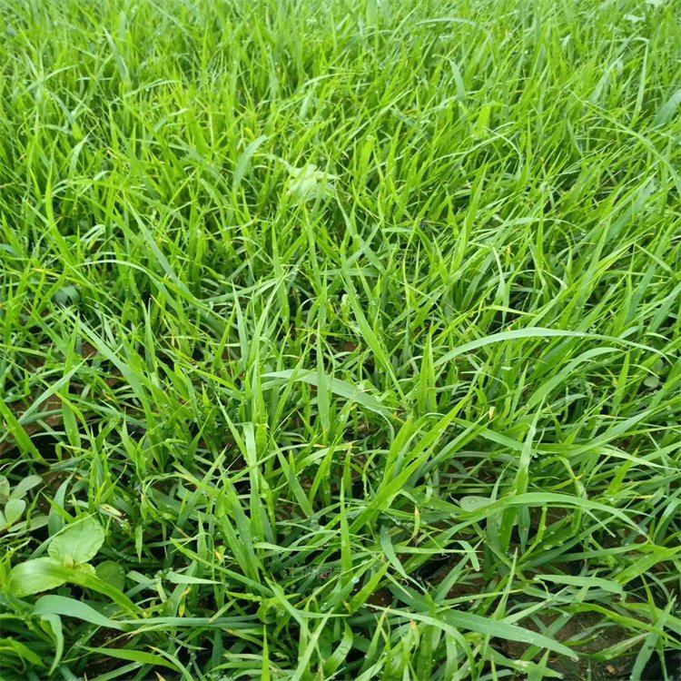 紫穗<a href='https://www.lvbad.com/mucaozhongzi/1687.html' target='_blank'>狼尾草</a>容器苗 紫穗狼尾草容器苗