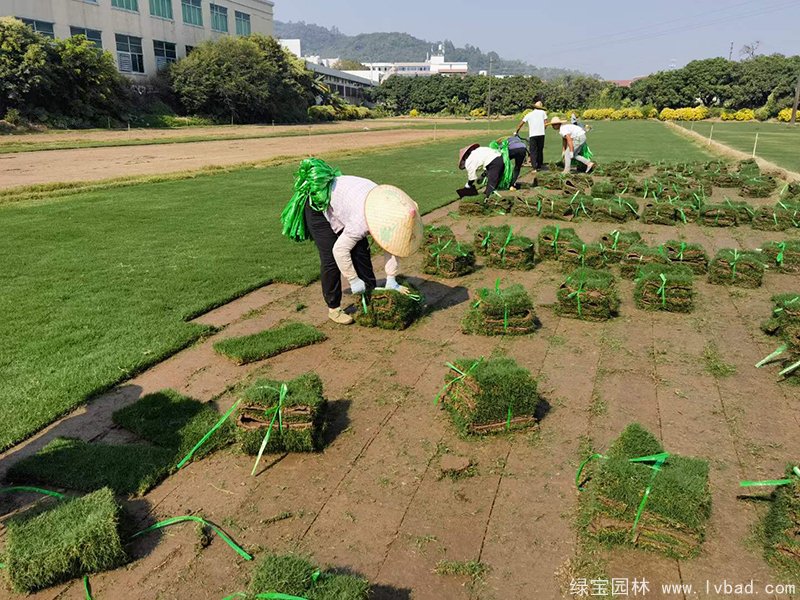 狗牙根草坪