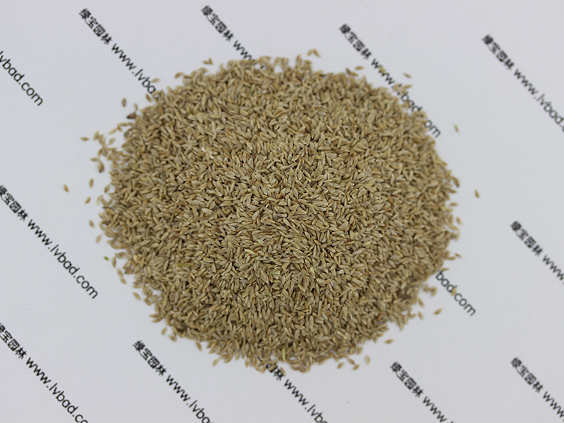 狗牙根种子图片