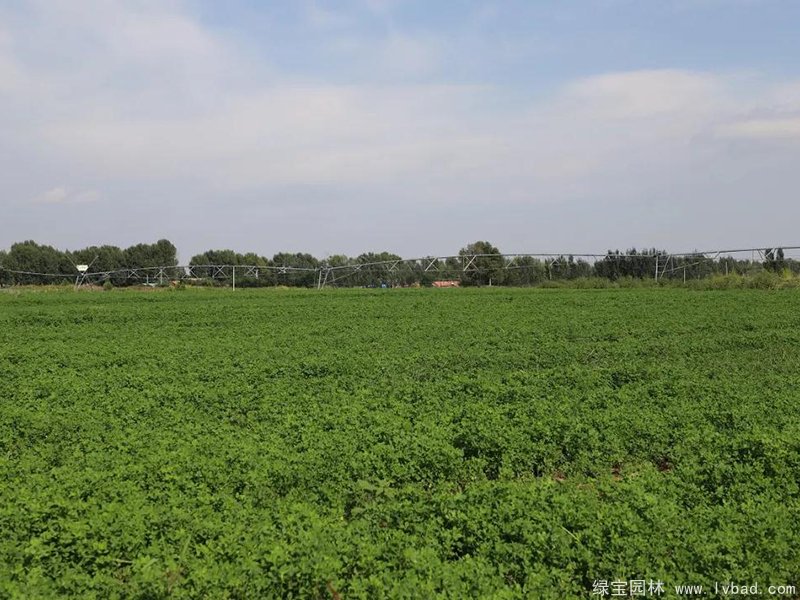 紫花苜蓿种植农场灌溉设备 紫花苜蓿种植农场灌溉设备