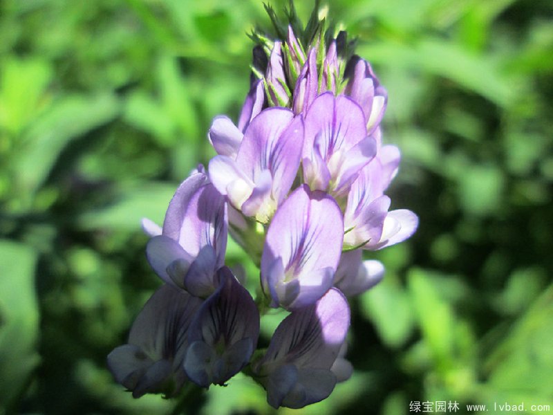 紫花苜蓿叶片和花瓣花朵