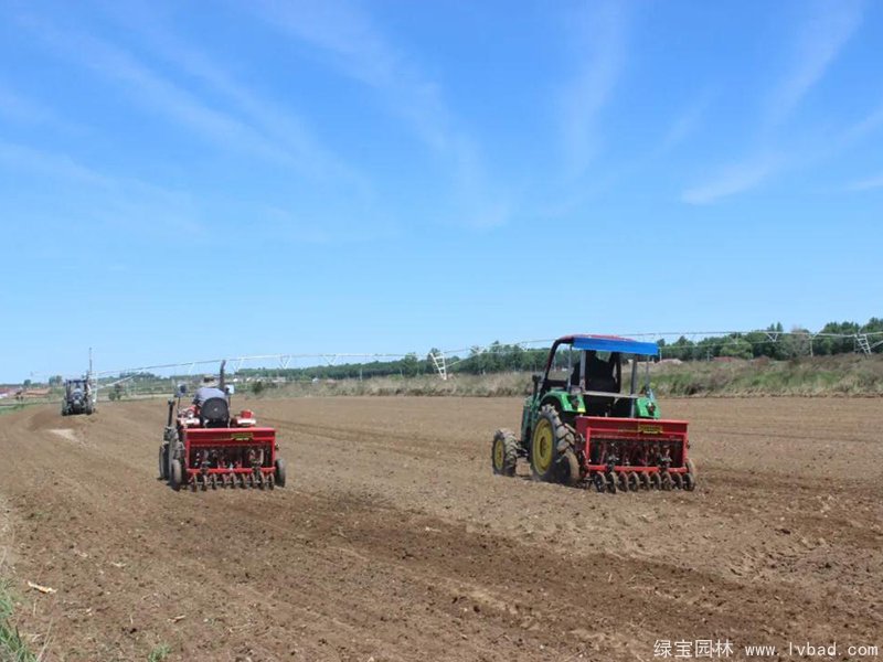 紫花苜蓿种植农场割地播种过程 紫花苜蓿种植农场割地播种过程