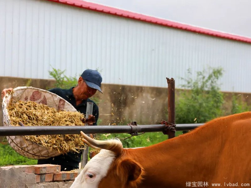 紫花<a href='https://www.lvbad.com/mucaozhongzi/5.html' target='_blank'>苜蓿</a>青贮发酵后投喂