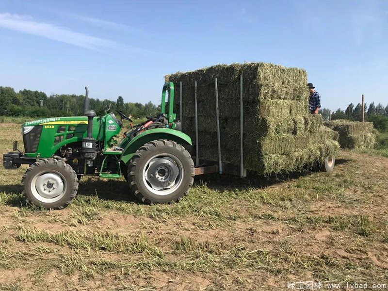 紫花苜蓿种植农场收割打包 紫花苜蓿种植农场收割打包