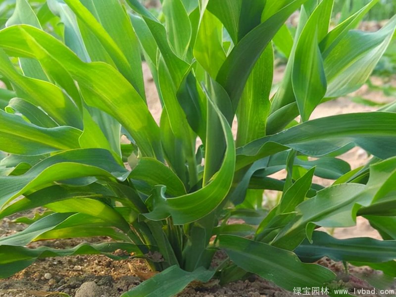 <a href='https://www.lvbad.com/mucaozhongzi/1688.html' target='_blank'>墨西哥玉米草</a>