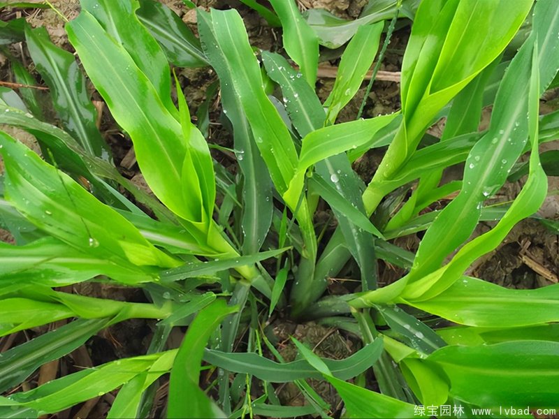 <a href='https://www.lvbad.com/mucaozhongzi/1688.html' target='_blank'>墨西哥玉米草</a>