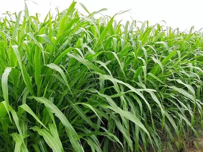 墨西哥玉米草