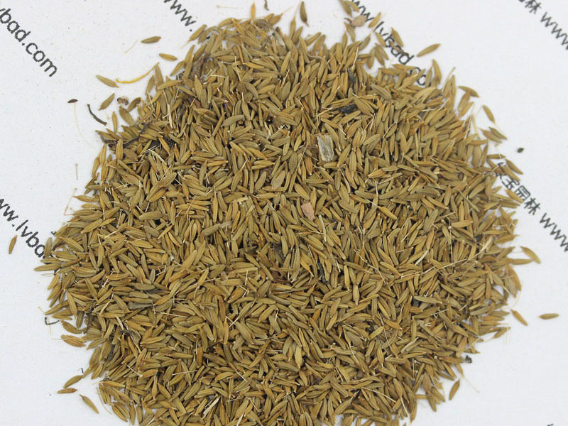 <a href='https://www.lvbad.com/caohuazhongzi/1607.html' target='_blank'>蒲公英种子</a>