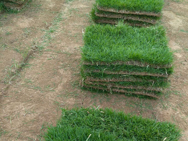 <a href='https://www.lvbad.com/caopingzhongzi/3258.html' target='_blank'>马尼拉</a>草坪 马尼拉草坪