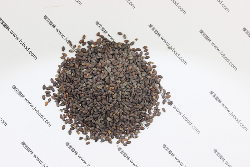 <a href='https://www.lvbad.com/caohuazhongzi/1626.html' target='_blank'>鼠尾草种子</a>
