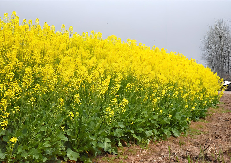 油菜 油菜